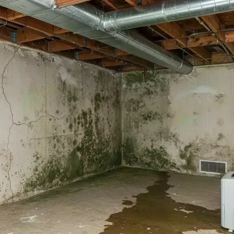 Professional Mold Removal in Fairfield, IL